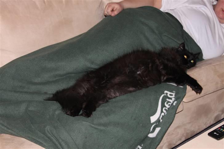 Blanding af racer Buster Nielsen - Putter sammen med moar. billede 13