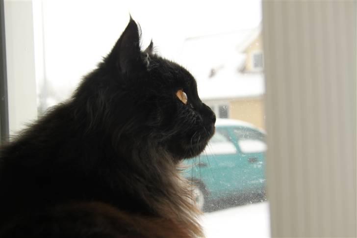 Blanding af racer Buster Nielsen - Den store tænker. billede 14