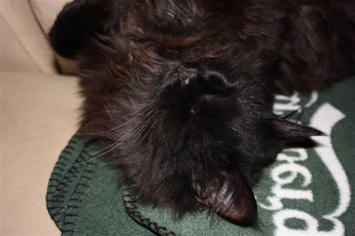 Blanding af racer Buster Nielsen - træt træt dreng billede 15