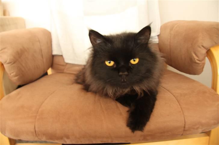 Blanding af racer Buster Nielsen - Hvad vil du nu far. billede 16