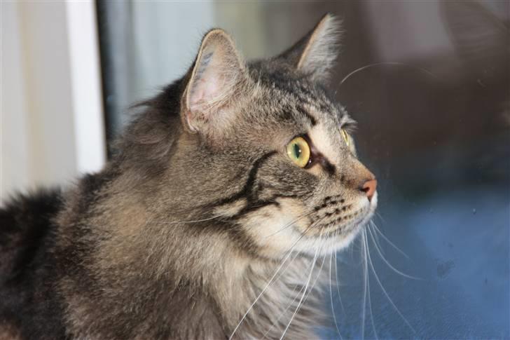 Blanding af racer Simba  Harboe billede 15