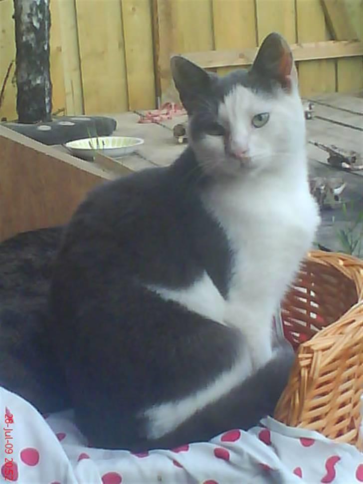 Huskat Oliver R.I.P billede 19