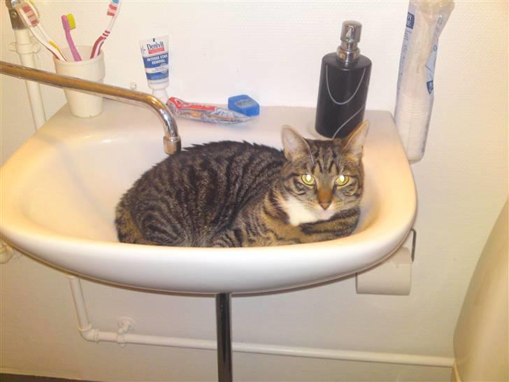 Blanding af racer Basse billede 11