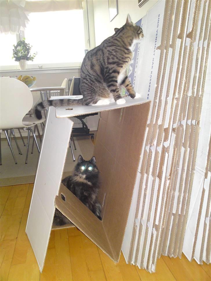 Blanding af racer Basse billede 12