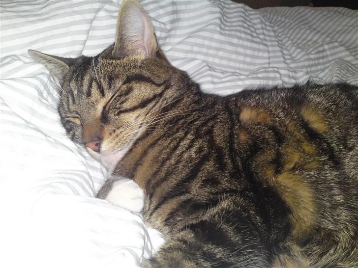 Blanding af racer Basse billede 13