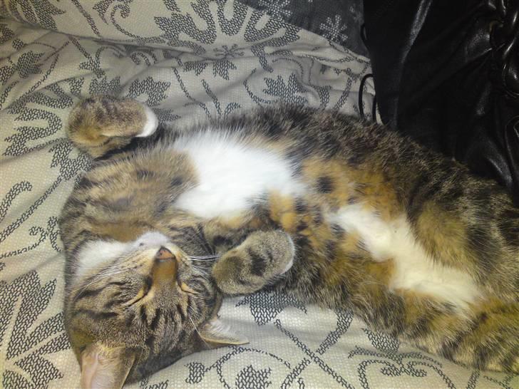 Blanding af racer Basse billede 14