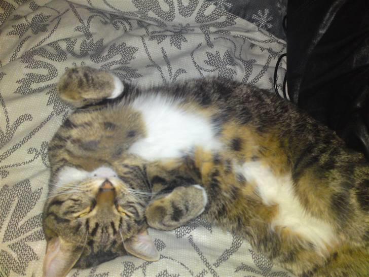 Blanding af racer Basse billede 15