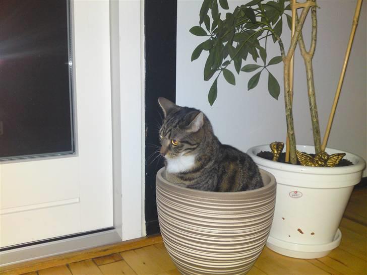 Blanding af racer Basse billede 16