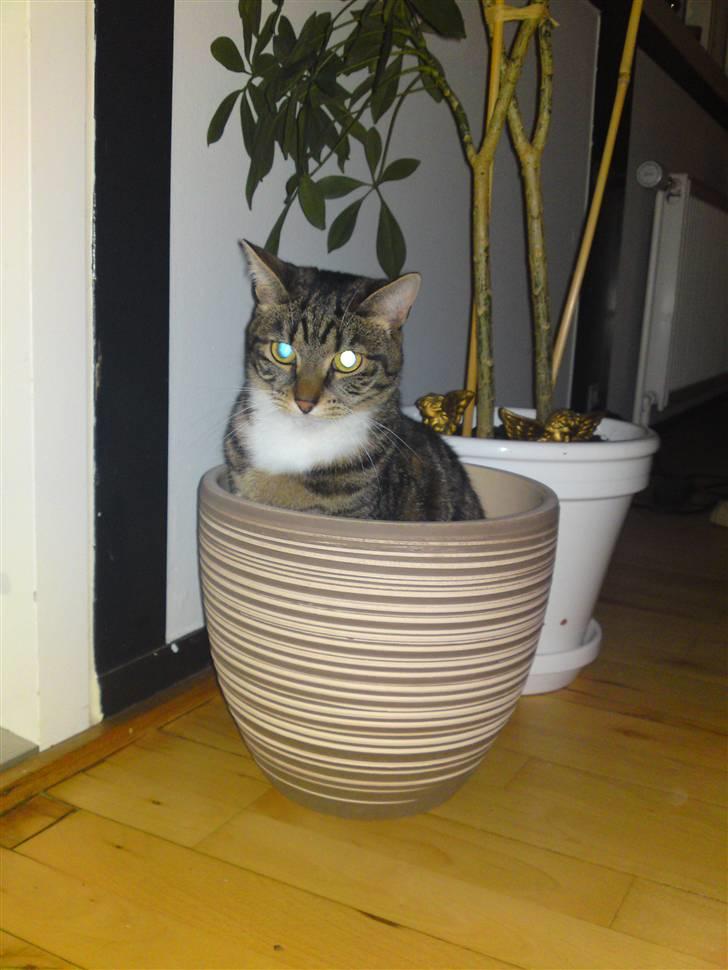 Blanding af racer Basse billede 17