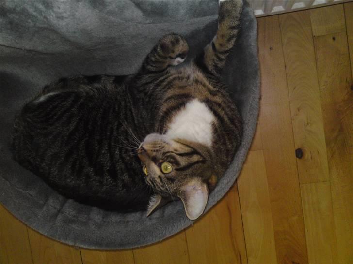 Blanding af racer Basse billede 18