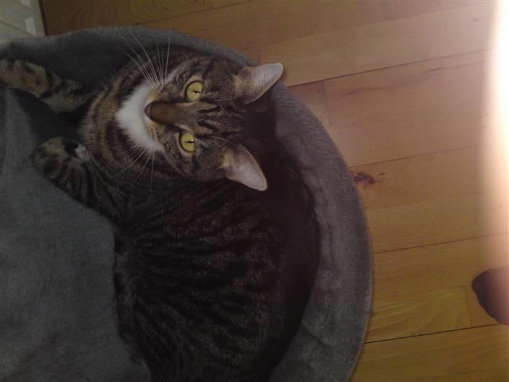 Blanding af racer Basse billede 19