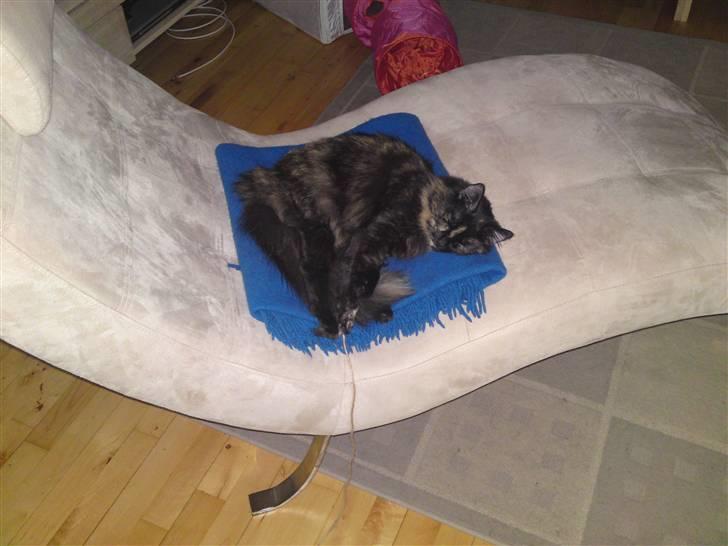 Norsk Skovkat Artemis billede 11