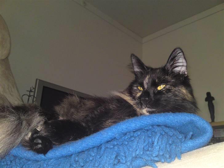 Norsk Skovkat Artemis billede 12