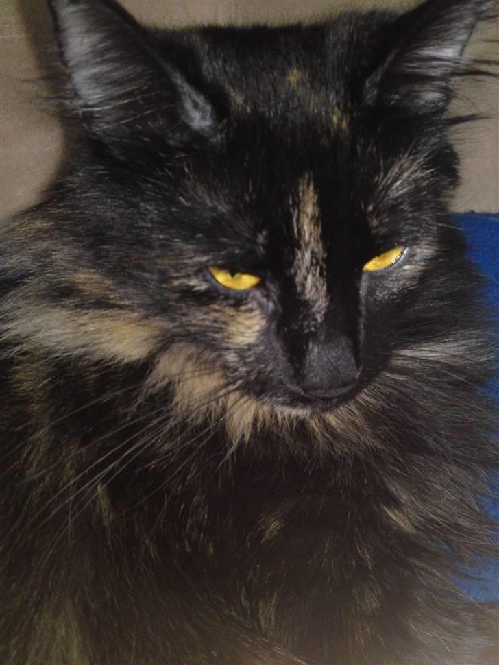 Norsk Skovkat Artemis billede 13