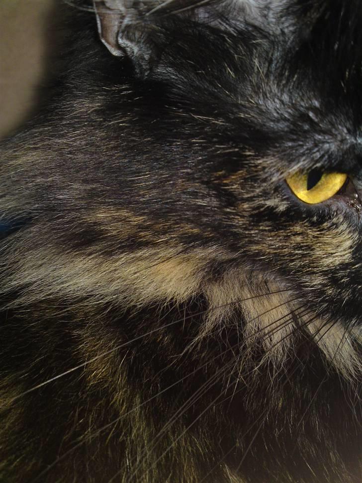 Norsk Skovkat Artemis billede 14