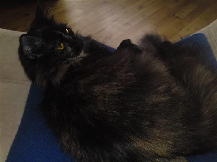 Norsk Skovkat Artemis billede 15