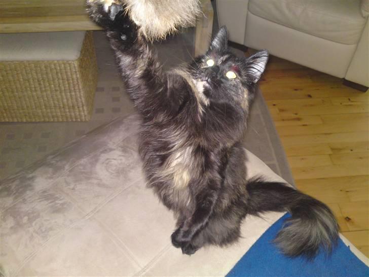 Norsk Skovkat Artemis billede 16