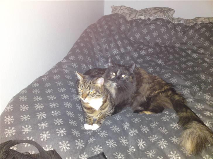 Norsk Skovkat Artemis billede 17