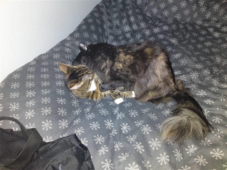 Norsk Skovkat Artemis billede 18