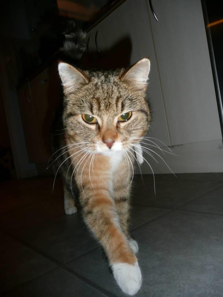 Huskat Feline billede 1