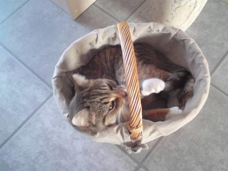 Huskat Feline billede 2