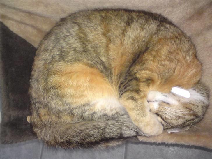 Huskat Feline billede 3