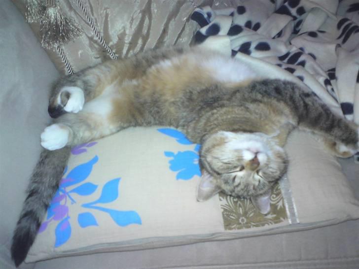 Huskat Feline billede 4