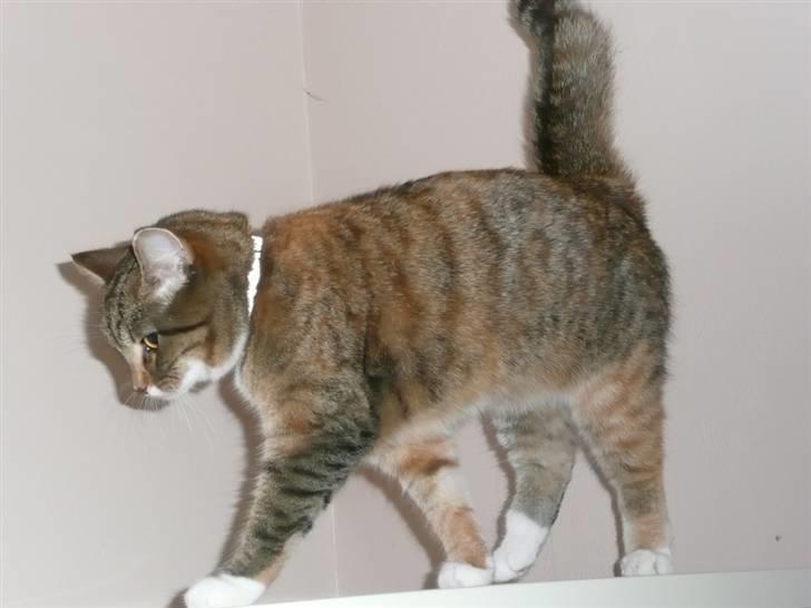 Huskat Feline billede 5