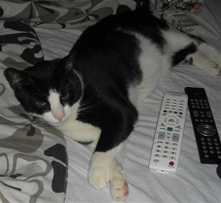 Huskat Loui - Jeg slapper heeeelt af nu billede 12