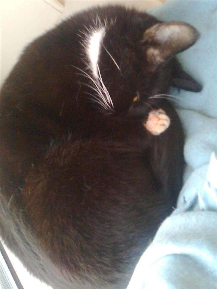 Huskat Lina billede 12