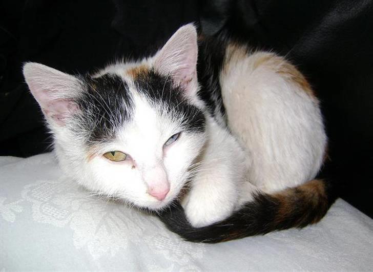 Blanding af racer Marly billede 12