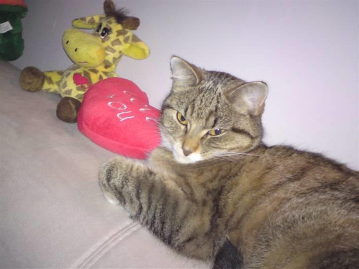 Huskat Feline billede 6