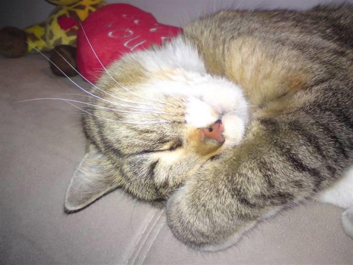 Huskat Feline billede 7