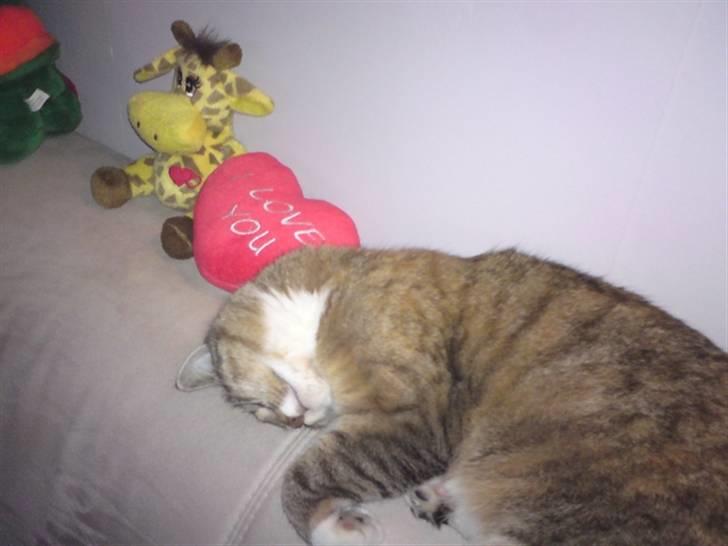 Huskat Feline billede 8