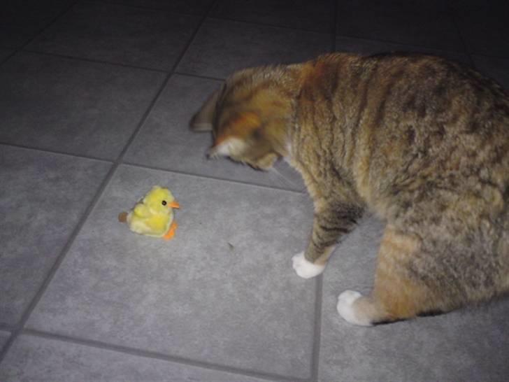 Huskat Feline billede 9