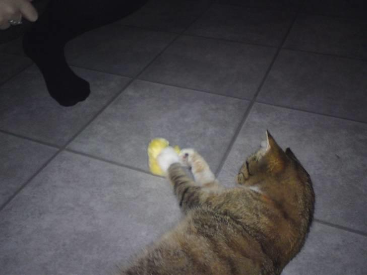 Huskat Feline billede 10