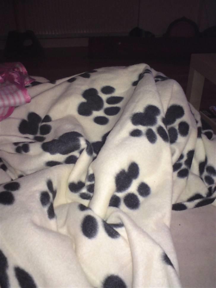 Huskat Feline - Feline elsker og putte i sit tæppe på sofaen billede 11