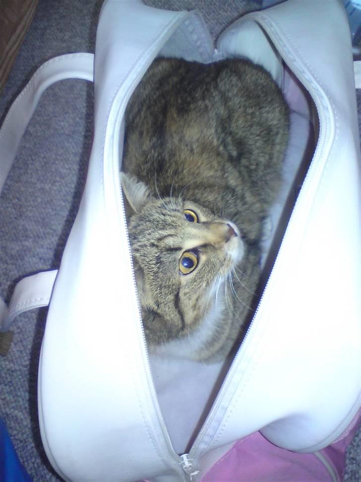 Huskat Feline billede 12