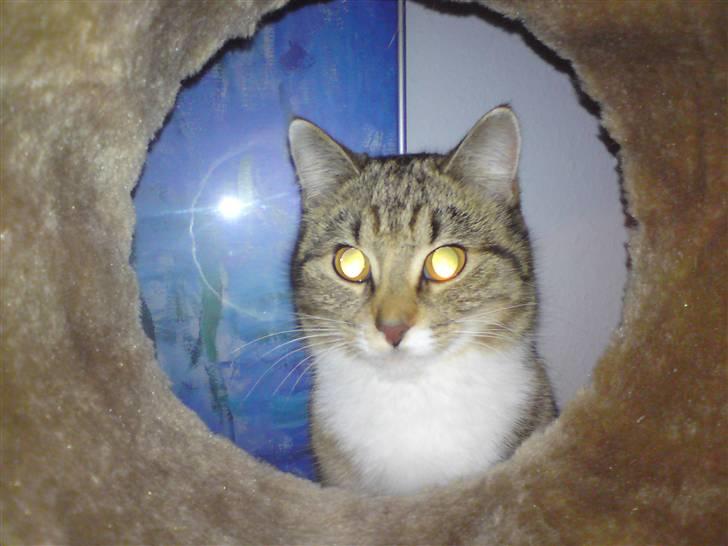 Huskat Feline billede 13