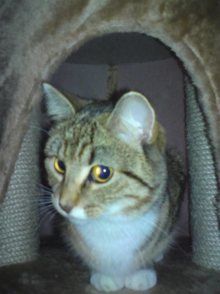 Huskat Feline billede 14