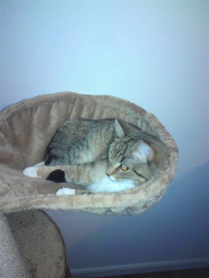 Huskat Feline - Feline putter i sit gulv-til-loft kradsetræ billede 15