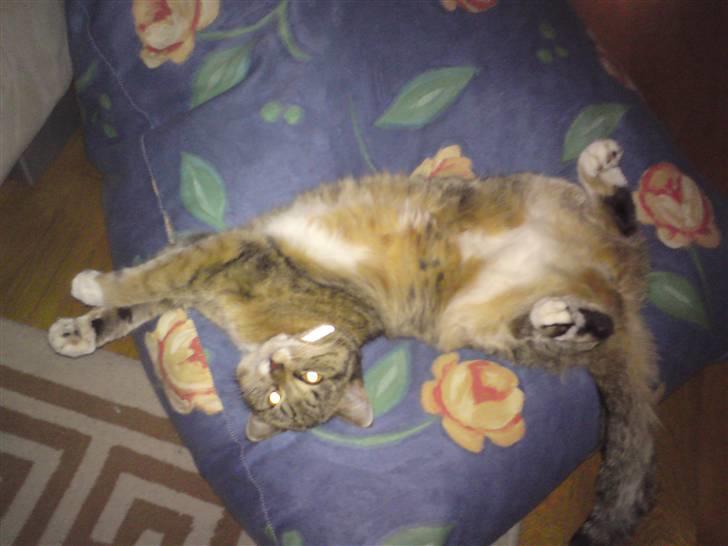 Huskat Feline - Feline slanger sig på sækkepude #1 billede 16