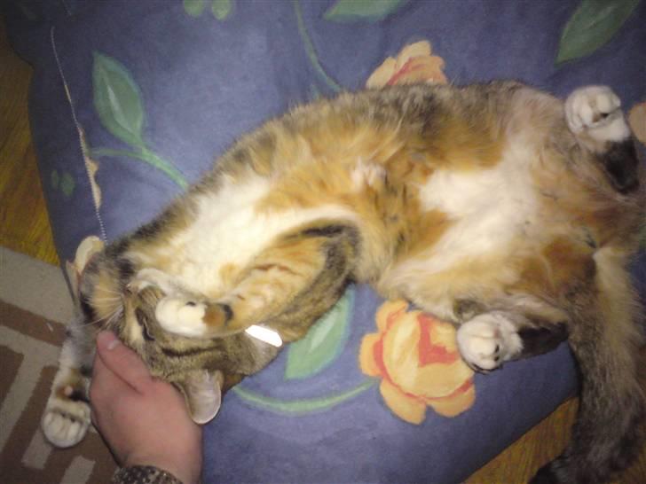 Huskat Feline - Feline slanger sig på sækkepude #2 billede 17