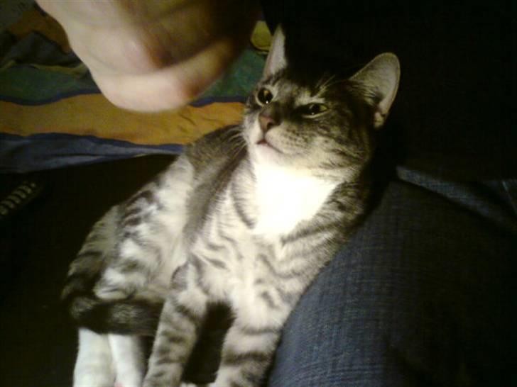 Blanding af racer Speedy Paw  - dovne dyr ;D <3  billede 10