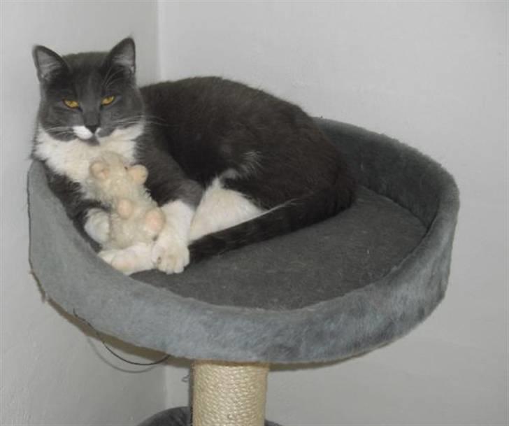 Huskat Fie - Jeg elsker at putte med mit legetøj billede 16