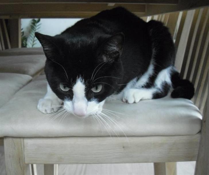 Huskat Loui billede 13