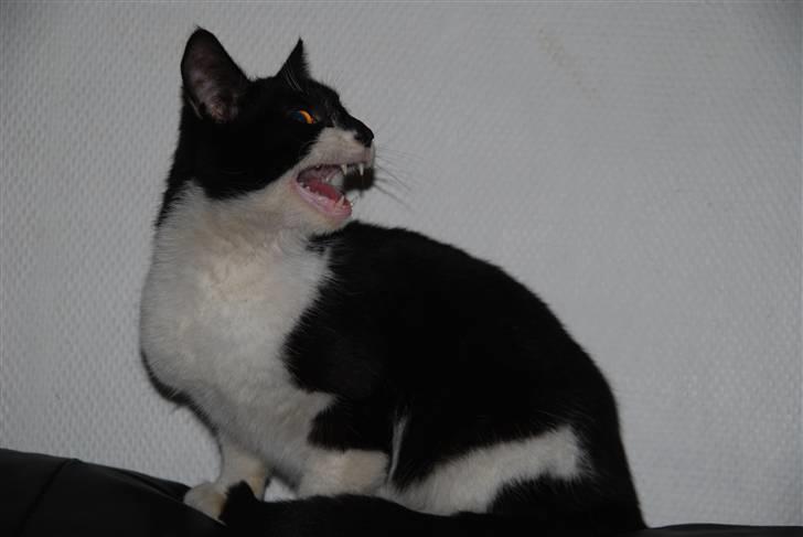 Blanding af racer Hegnsholt's Spotty <3 - "Hvor er mine venner henne?" 18/3-10 billede 16