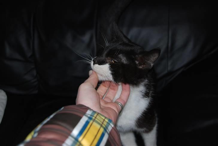 Blanding af racer Hegnsholt's Spotty <3 - Nusse Nusse :-D billede 17
