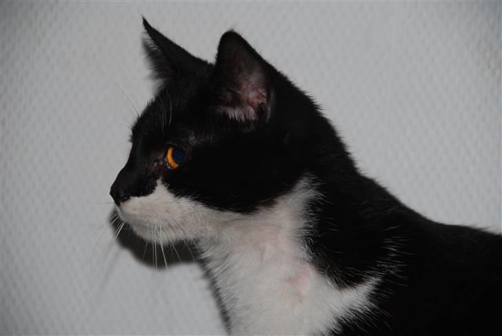 Blanding af racer Hegnsholt's Spotty <3 - Kønne dreng :o) 18/3-10 billede 18