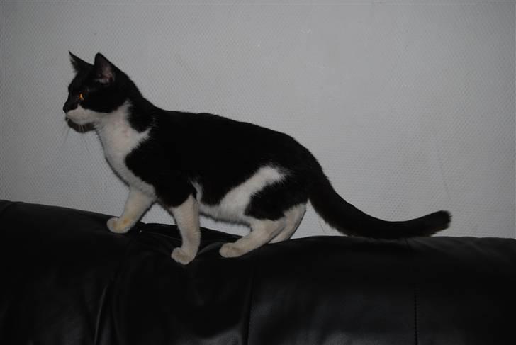 Blanding af racer Hegnsholt's Spotty <3 - Jeg synes han er super smuk :-D <3 billede 19